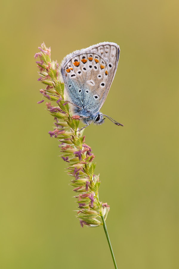 Common Blue 12